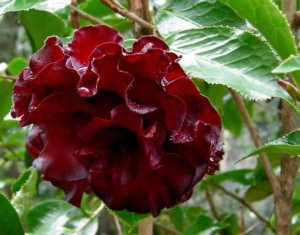 Black beauty camellia spell